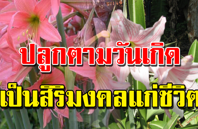 ต้ นไม้ ป ลู กต า ม วั นเ กิ ด จะ ดี มีโ ช ค