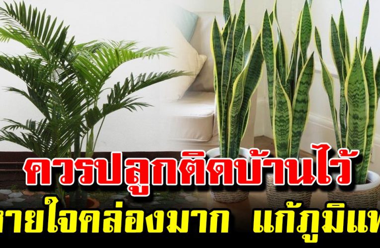 ต้นไม้ 3 ชนิด โรคภูมิแพ้จะหายไป จมูกโล่ง หายใจคล่องมาก