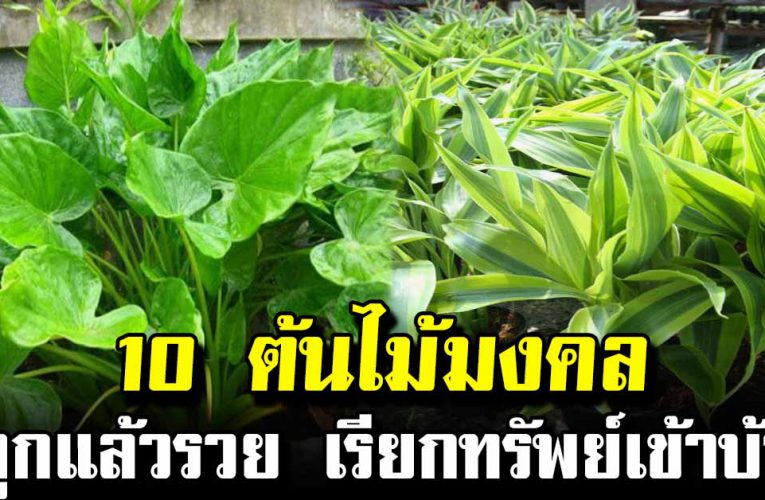 ต้นไม้มงคล ที่ควรปลูกในบ้าน ช่วยเสริมโชคเรียกทรัพย์เข้าหา