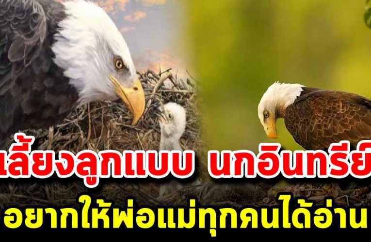 เลี้ยงลูกแบบนกอินทรี พ่อแม่ทุกคนควรอ่าน