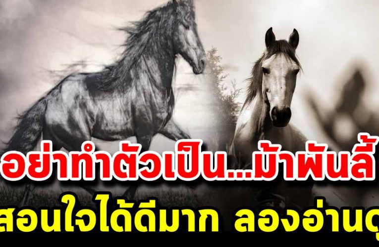 อย่าทำตัวเป็นม้าพันลี้ อย่าอวดดีคิดว่าตนเองเก่ง หรือ อยู่เหนือผู้อื่น