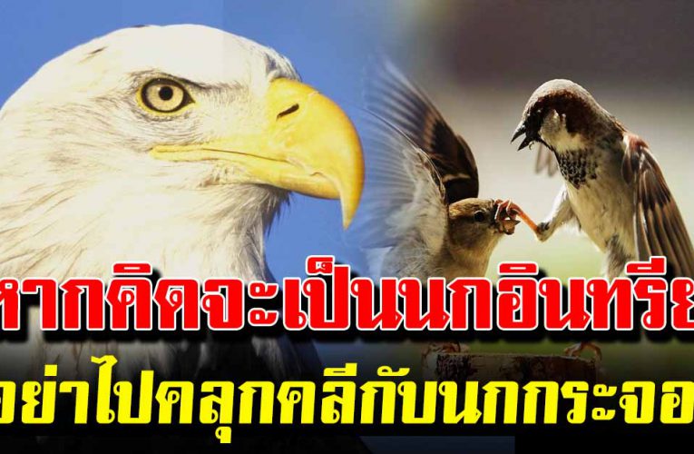 หากคิดจะเป็นนกอินทรีย์ อ ย่ าไปคลุกคลีกับนกกระจอก