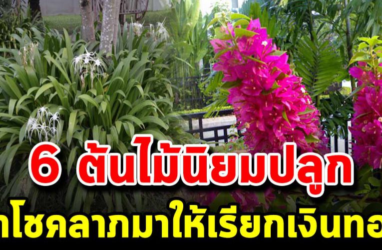 6 ต้นไม้นิยมปลูกริมรั้ว นำความโช คดีมาให้