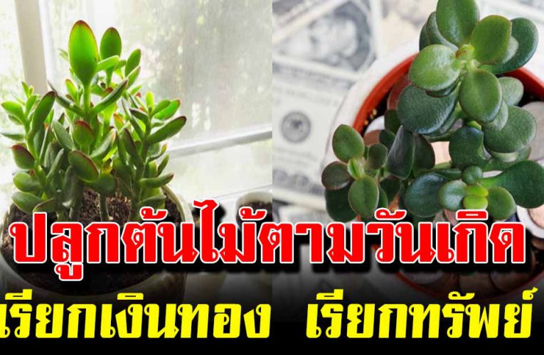 ปลูกต้นไม้ต าม วันเกิดช่วยดูดเงินเข้าหา เรียกทรัพย์