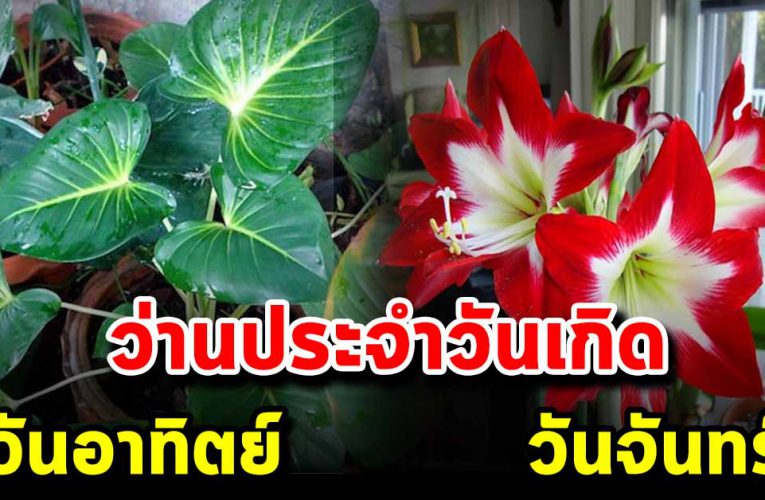  เสริมดวงรวยว่านมงคล กิจก ารก้าว หน้า ประจำวันเกิด 7 วัน