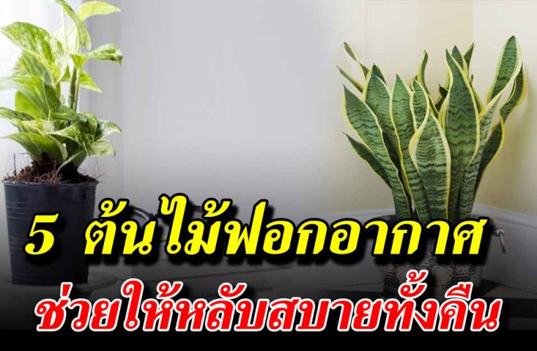 ต้นไม้ฟอกอากาศในห้องนอน หลับสบาย ตื่นเช้าสดชื่น