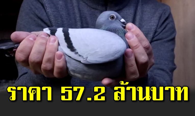 ฮือฮานกพิราบราคา 57.2 ล้านบาท แพงสุดในโลก