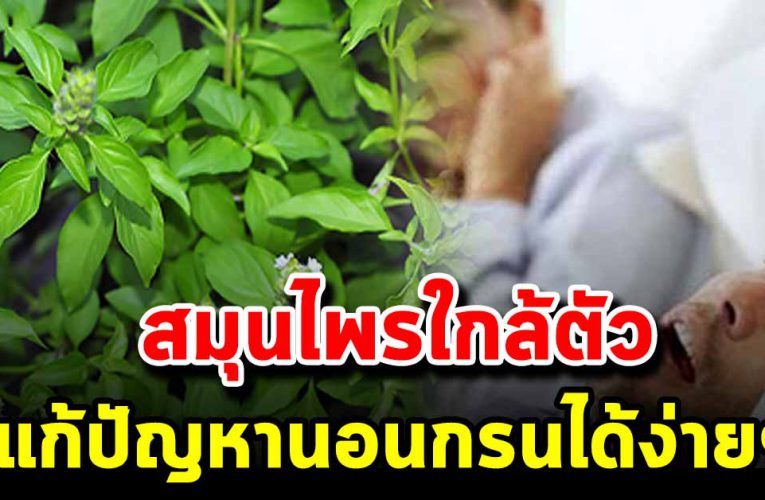 สมุ น ไ พ รใก ล้ตัวง่ายๆแก้ ปัญหาการนอ นกรน