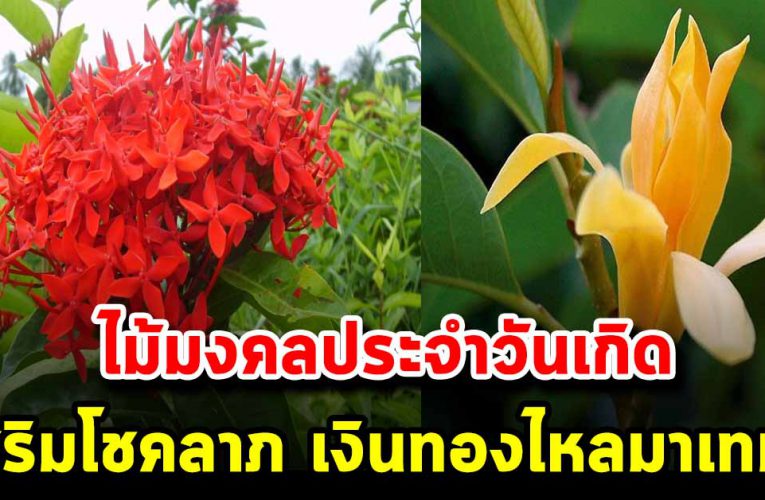 ปลูกไม้มงคลประจำวันเกิด ช่วยเสริมบารมี เสริมโชคลาภ