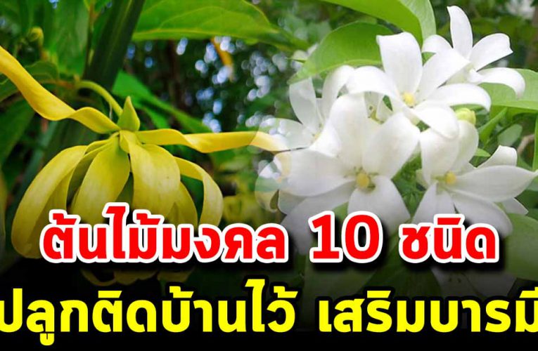 ต้นไม้มงคล 10 ชนิด หามาปลูกติดบ้านไว้ เสริมโชคลาภเข้าบ้าน