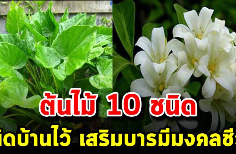 ต้นไม้ 10 ชนิด ที่ควรหาปลูกติดบ้านไว้ เสริมบารมีมงคลชีวิต 