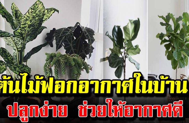 ต้นไม้ 5 ชนิดที่ควรปลูกไว้ในบ้าน ปลูกง่าย ช่วยฟอ กอากาศ