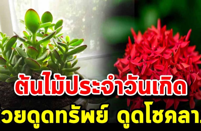 ปลูกต้นไม้ประจำวันเกิด ทั้ง 7 วัน ช่วยเรียกทรัพย์โช คลาภ