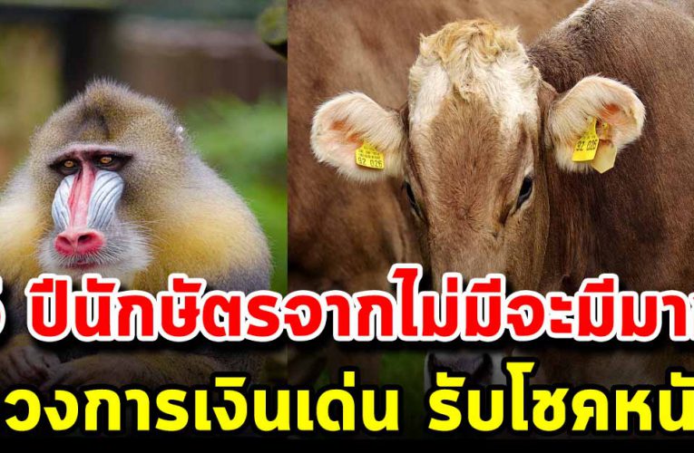 5 ปีนักษัตรจ ากไม่ มีจะมีม าก ทำอะไรก็ดีไปหมด