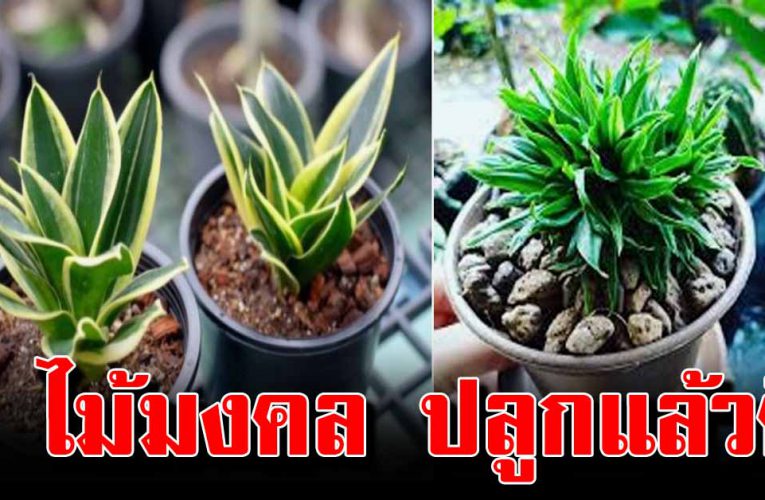 5 ไม้มงคล ปลูกแล้วดีที่ควรมีติดที่ทำงาน