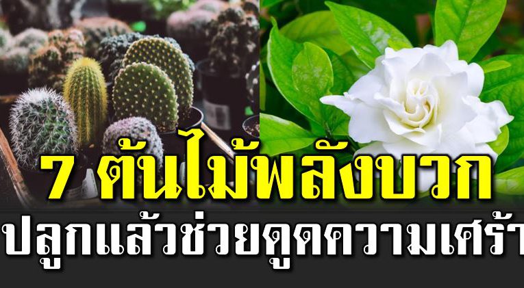 7 ต้นไม้ช่วยดู ดความเศ ร้า และความวิต กกั งว ล