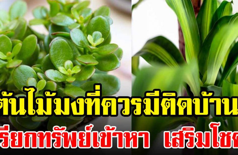 ต้นไม้ มงคล เสริมโชคลาภปลูกติดบ้านไว้  เรียกท รั พ ย์