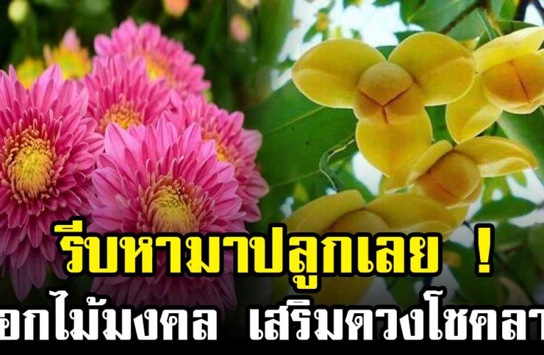 5 ดอ กไม้ ความ หมายดี ปลูก ในบ้าน ชีวิต เจริญรุ่งเรือง