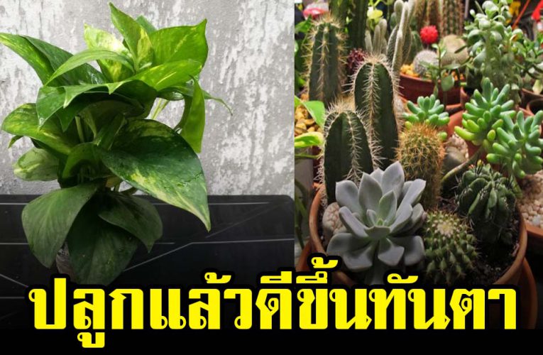  ไม้มงคล ที่ควรมีติดโต๊ะทำงาน ปลูกไว้แล้วดีมากๆ