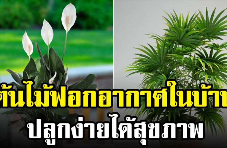 ต้นไม้ฟอกอากาศ ที่ควรมีไว้ในบ้านทุกบ้าน