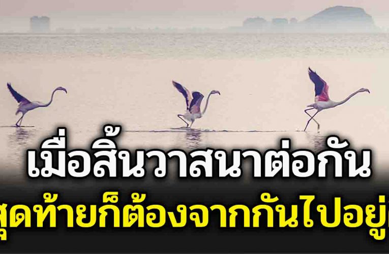 เมื่อสิ้น วา ส นา ต่อกัน สุดท้ายก็ต้อง จ าก กันไป