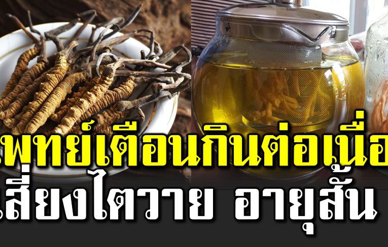 แพทย์เตื อนกินถั่งเช่าสกั ดต่อเนื่องเสี่ย งไ ตวาย 