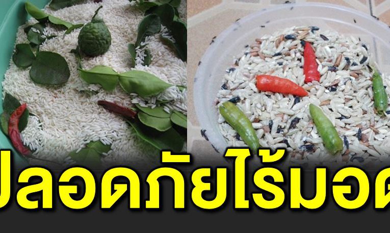 วิ ธีการเก็บข้าวส ารให้อยู่ได้นาน ไ ร้ มอด