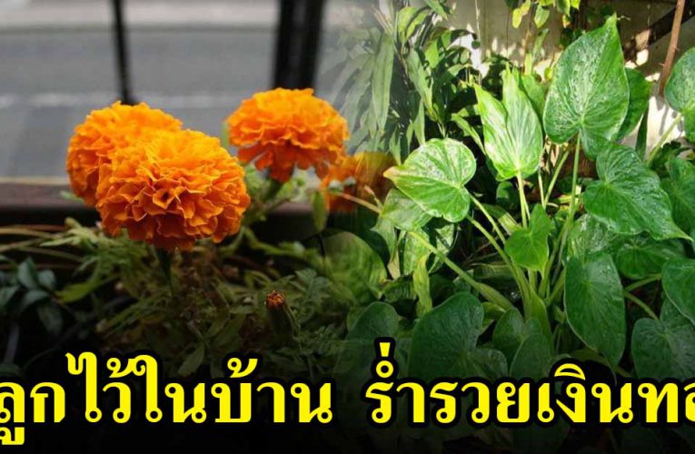 ต้นไม้มงคล ให้ปลูกไว้ที่บ้านจะมีเงินใช้ไม่ ข า ดมือ