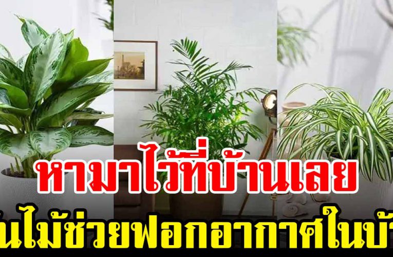 ต้นไม้มงคล ช่วยฟอ กอากาศภายในบ้าน ควรมีปลูกติดบ้านไว้