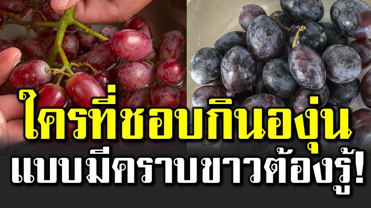 ใครที่ชอบกินองุ่นแบบมีค ราบขาวต้อ งรู้