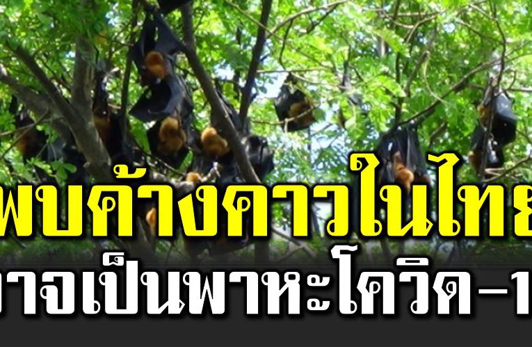ผลวิจัยใหม่ ค้างคาวในไทย เป็นพ าหะไวรั สคล้ายโควิ ด