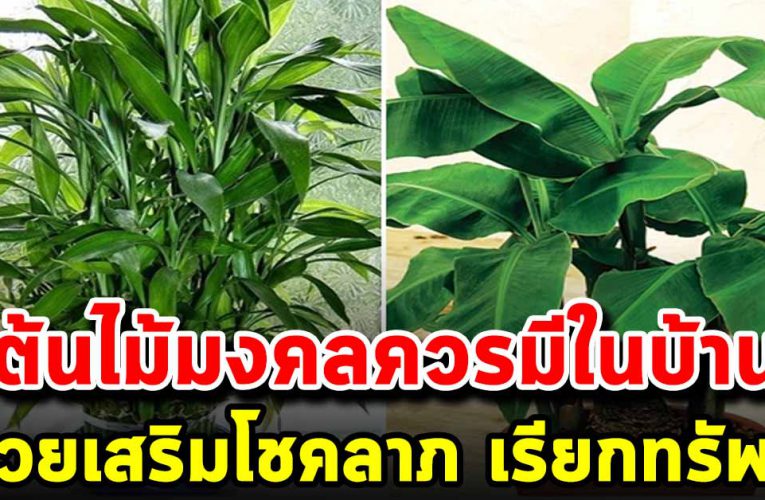 ต้นไม้มงคล ที่ควรหามาปลูกไว้ในบ้าน ช่วยเสริมโชคลาภ