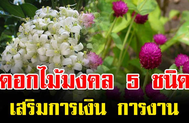 ดอกไม้มงคล 5 ชนิด เสริมดวง การเงิน การงาน เสริมโชคทุ กด้าน