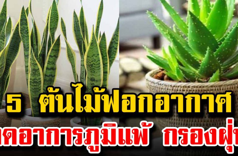 หามาปลูกในบ้านเล ย ต้นไม้ ช่วยฟอกอากาศ รี บ กรองฝุ่นได้ดี