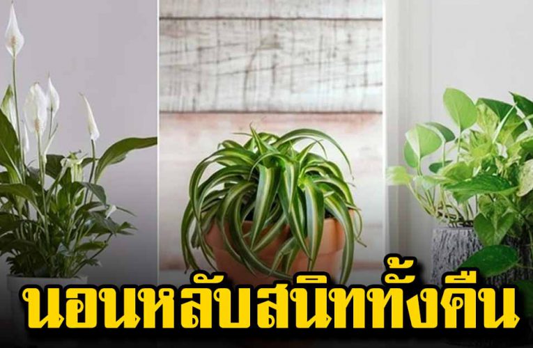 ต้นไม้ 5 ชนิด ช่วยให้นอนหลับสนิท มีติดไว้ในห้องนอน