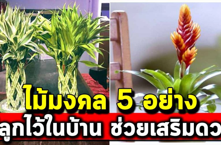 ไม้มงคล 5 อย่าง ปลูกแล้วดี ช่วยเสริมดวง การเงิน การงาน