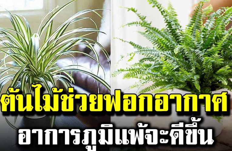 ต้นไม้ช่วยฟอกอากาศ รี บไปหามาปลูกในบ้านเล ย