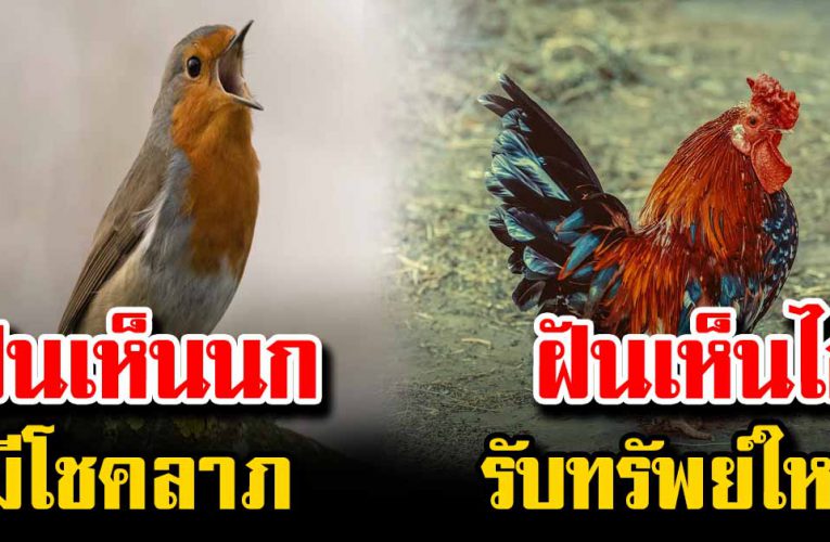 ความฝั นบ อก ไ ด้ ว่า อะไ รกำ ลังจะ เกิ ดขึ้ นกับ ตั วเราบ้าง