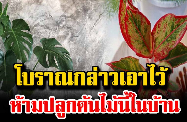 โบราณว่าไว้ อย่าปลูกต้นไม้นี้ไว้ในบ้าน โชคลาภหาย