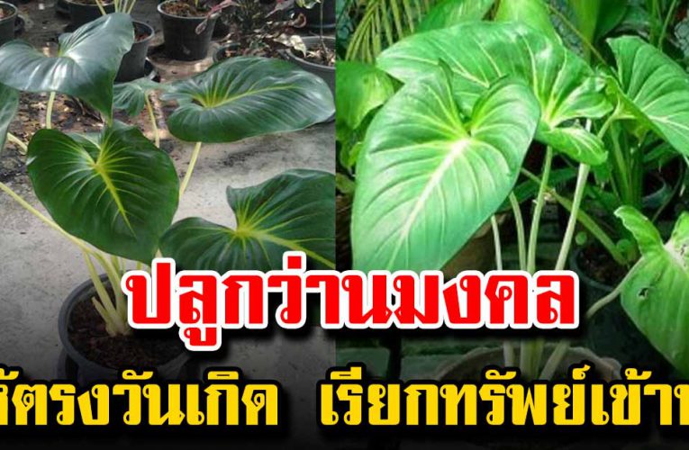 ว่ า น ม งค ล 7 วัน ปลูกแล้วจะช่วยเ ส ริ มด ว งให้รุ่งเรือง