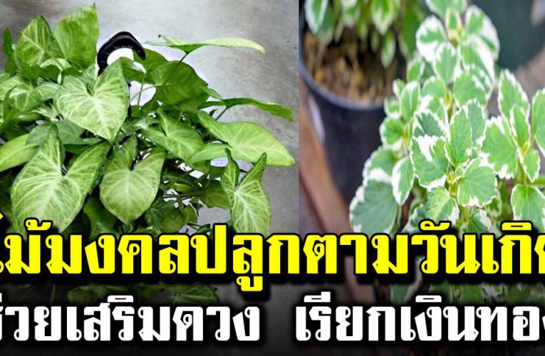 ต้นไม้มงคลปลูกตามวันเกิ ด ดูดเ งิ นทองเข้าหา มีเ งิ นทองใช้ไม่ข า ดมือ 