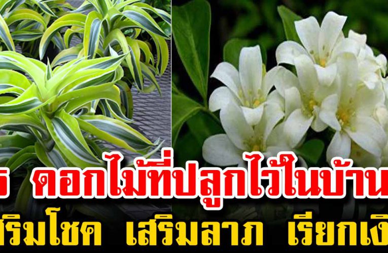 5 ดอกไม้ ที่ปลูกไว้ในบ้าน เสริมโชคเสริมลาภ