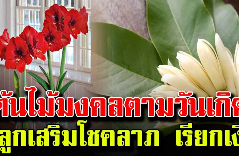 ต้นไม้มงคลประจำวันเกิด เรียกทรัพย์ เรียกเงินทองเข้าหา