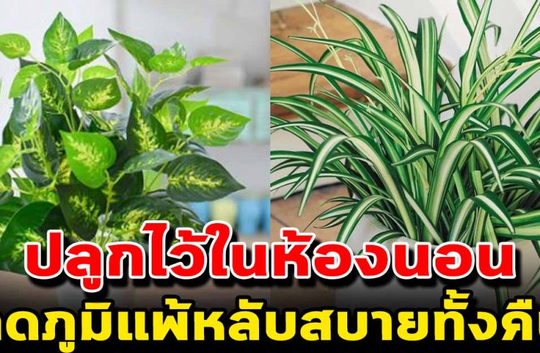 ต้นไม้ปลูกแล้ว อากาศดี นอนหลับสบาย