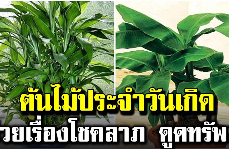 ต้นไม้ประจำวันเกิ ด เรียกทรัพย์ เงิ นทองไหลมาเทมา