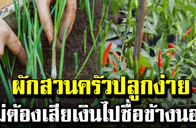 4 พืชผักสวนครัวปลูก ขึ้นง่าย โตไว ไม่ต้องเสียเงินไปซื้อข้างนอก