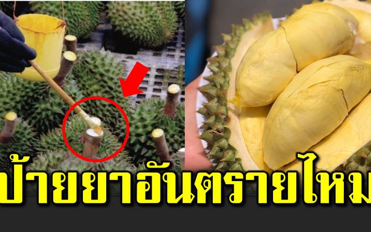 ทุเรียนป้ายย าอันตร ายไหม