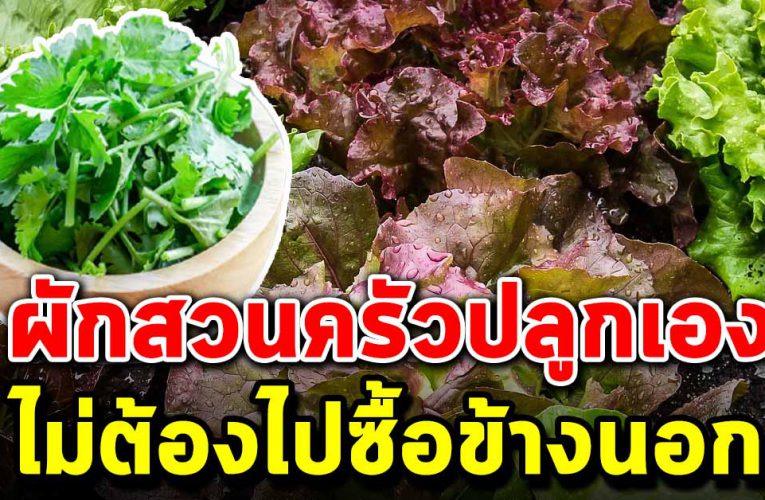 ผักสวนครัวปลูกเอง โตง่าย สามารถปลูกไว้ที่บ้านได้เลย
