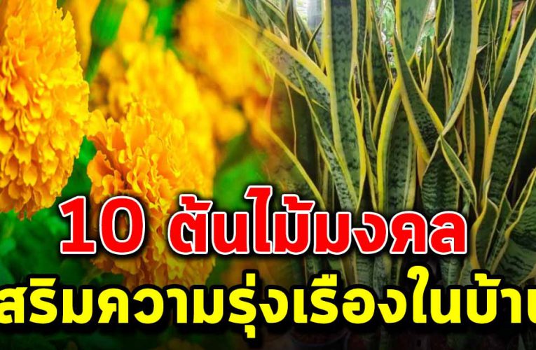 ต้นไม้มงคล  เสริมความรุ่งเรืองให้ชีวิต