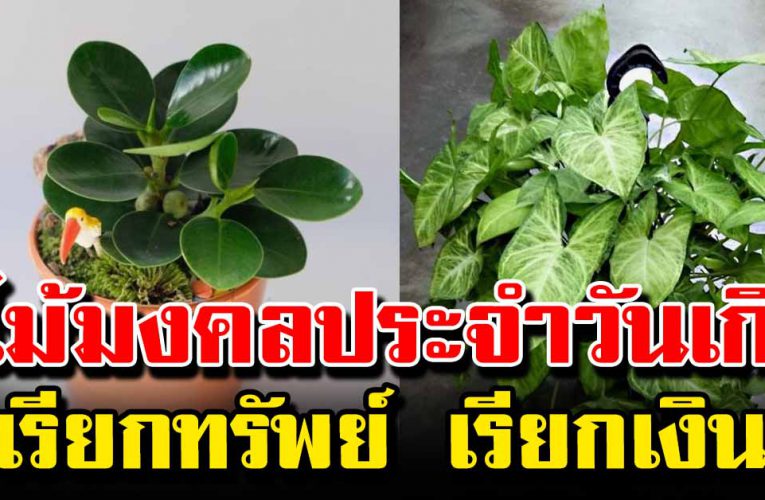 ไม้มงคล ประจำวันเกิ ด เรียกทรัพย์เรียกเงิ นทอง